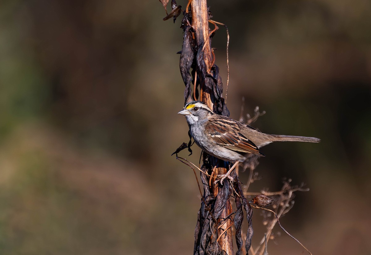 White-throated Sparrow - ML646075539