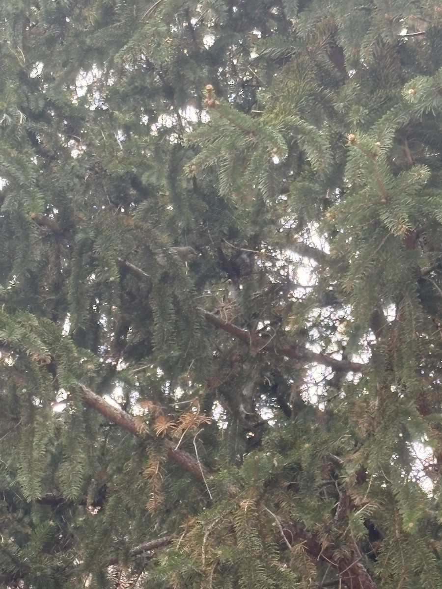 Yellow-rumped Warbler - ML646075541