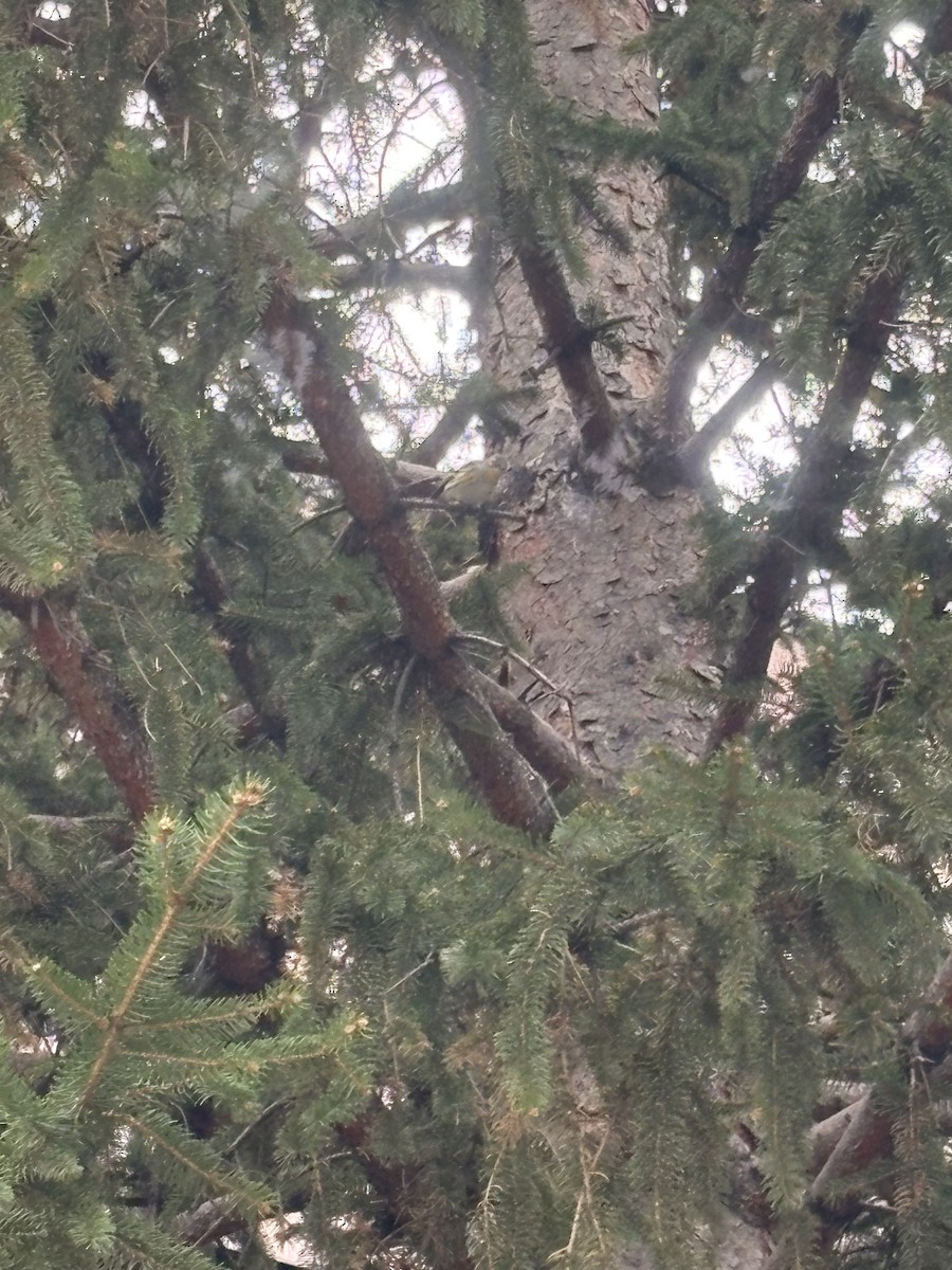 Yellow-rumped Warbler - ML646075542
