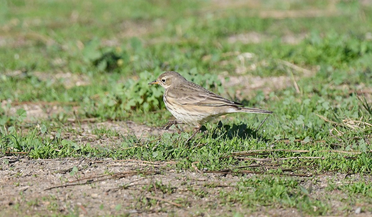 American Pipit - ML646075550