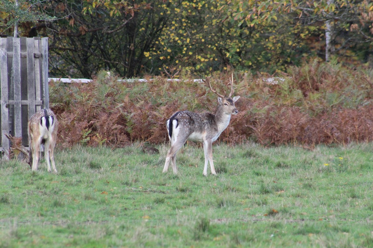 European Fallow Deer - ML646075553