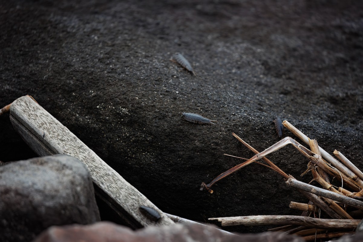 Cinereous Seaslater - ML646075561