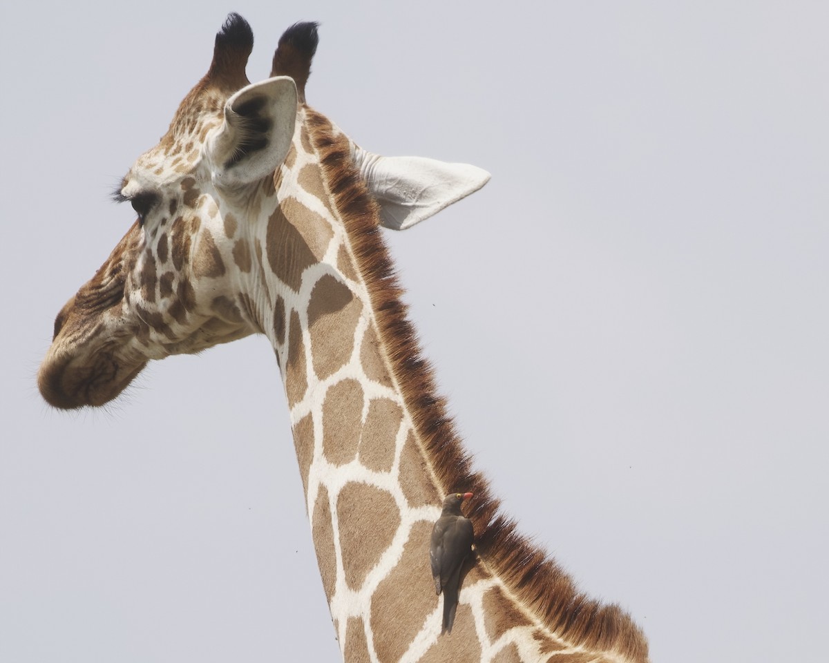Red-billed Oxpecker - ML646075563