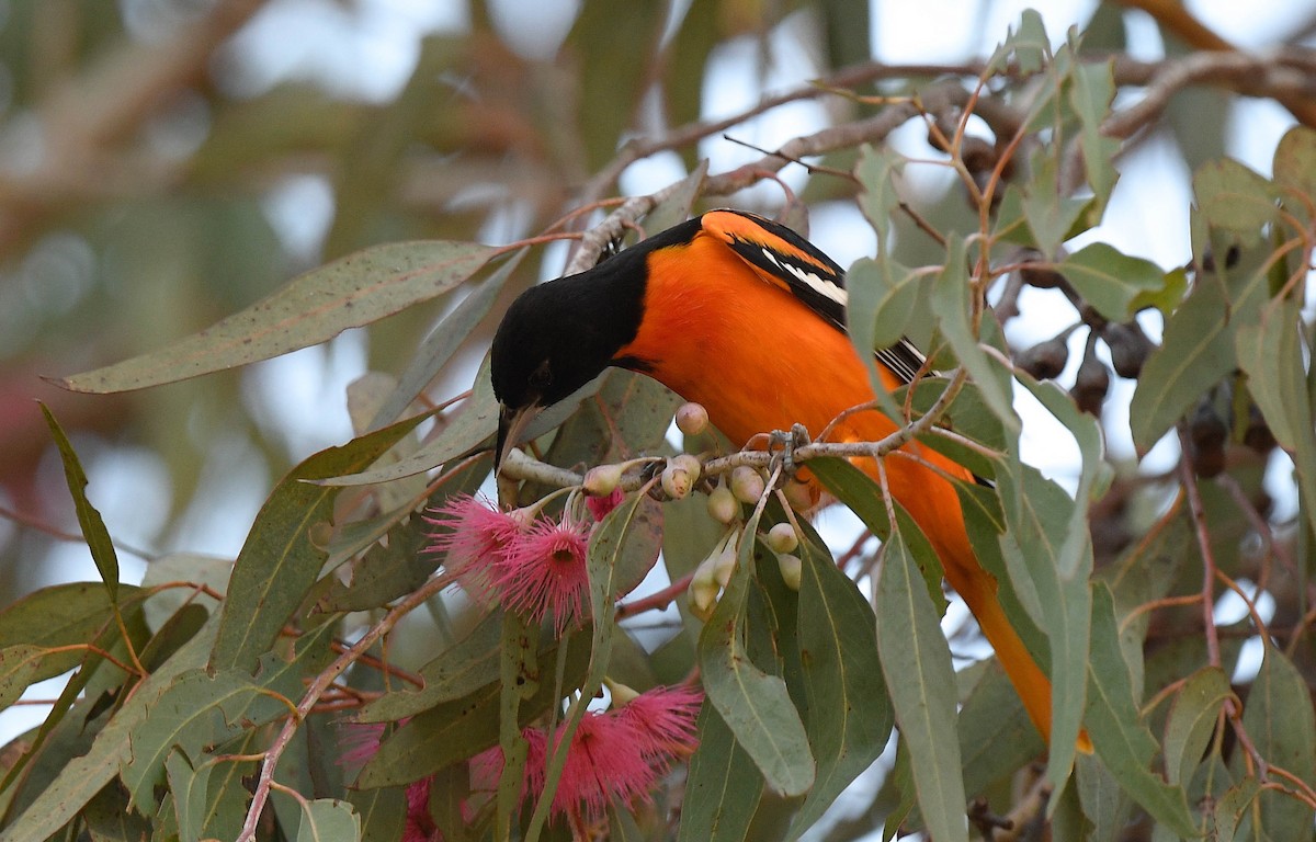 Baltimore Oriole - ML646075564