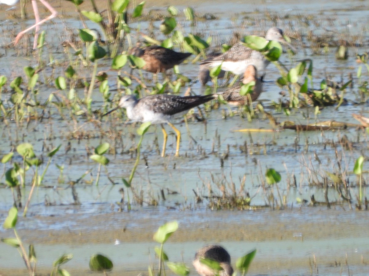 Greater Yellowlegs - ML646075566