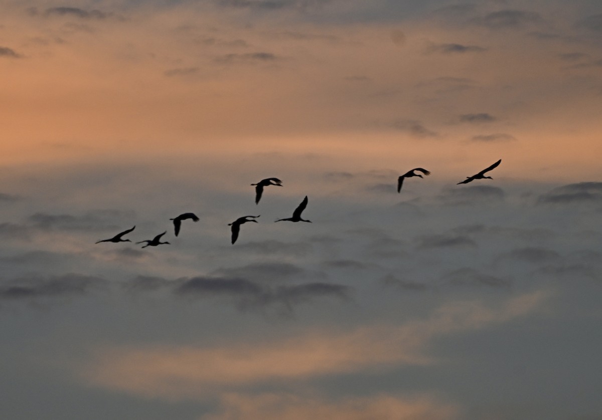 Sandhill Crane - ML646075567