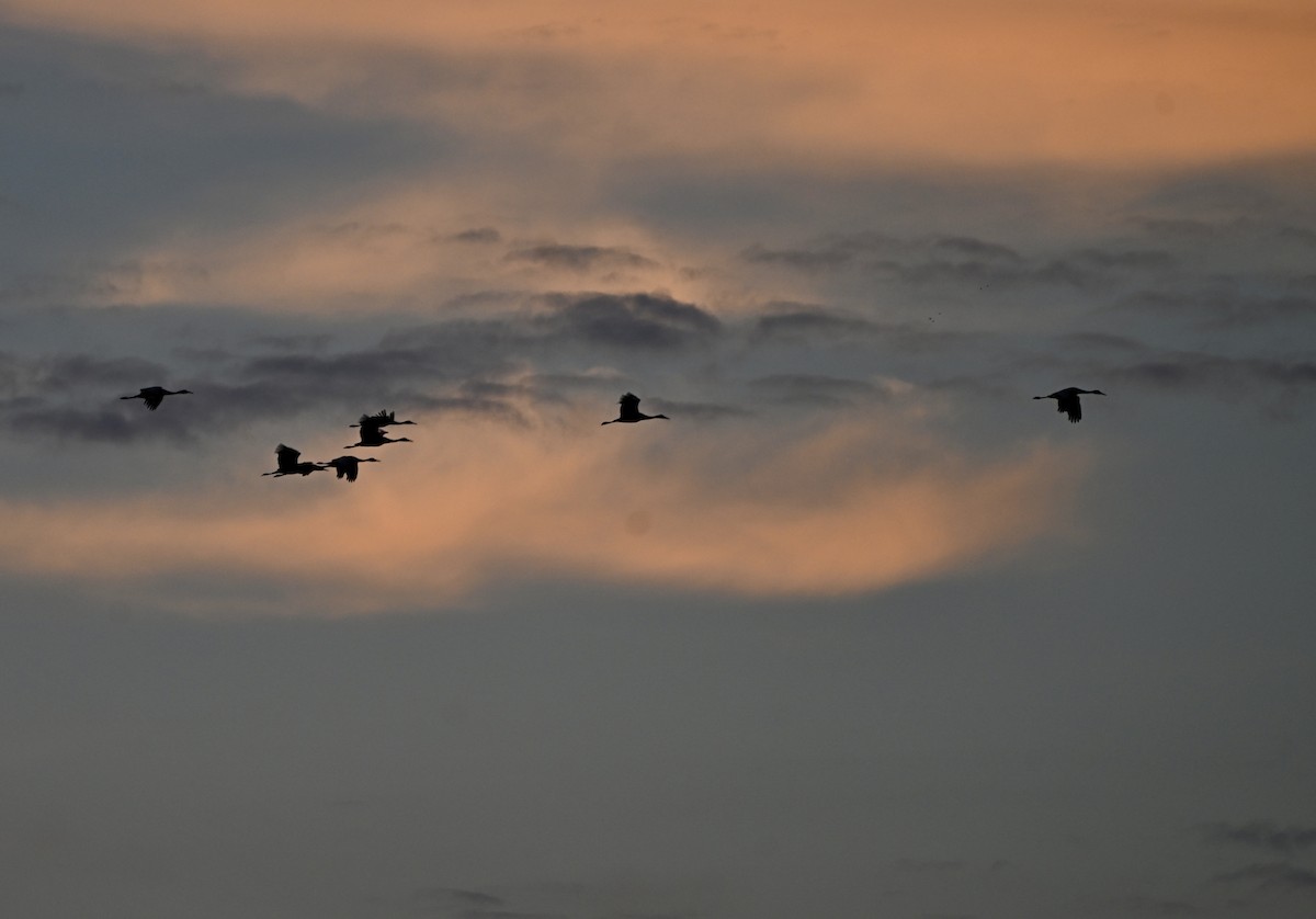 Sandhill Crane - ML646075568