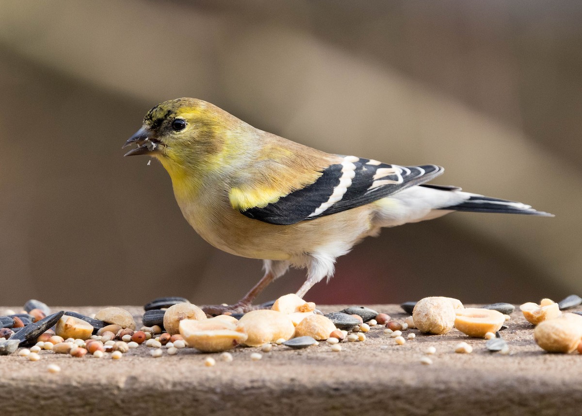 American Goldfinch - ML646075569