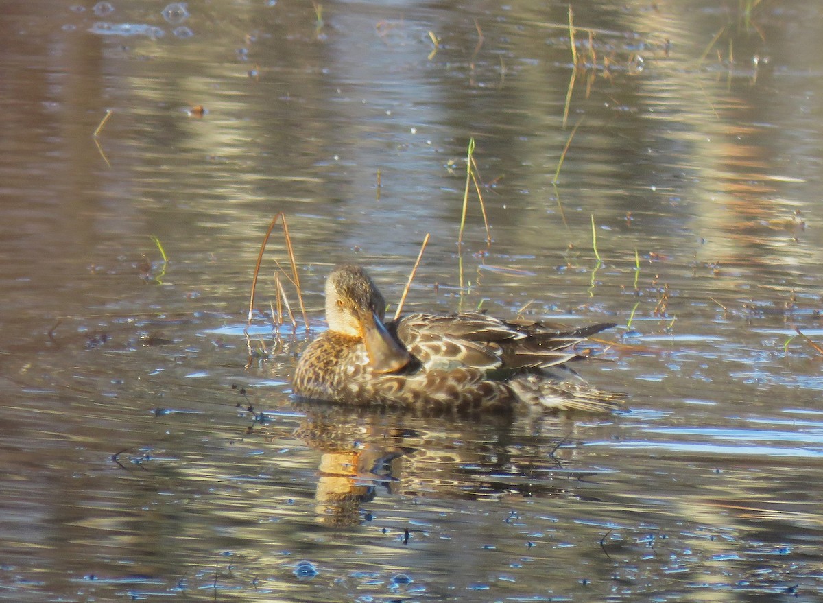 Northern Shoveler - ML646075570