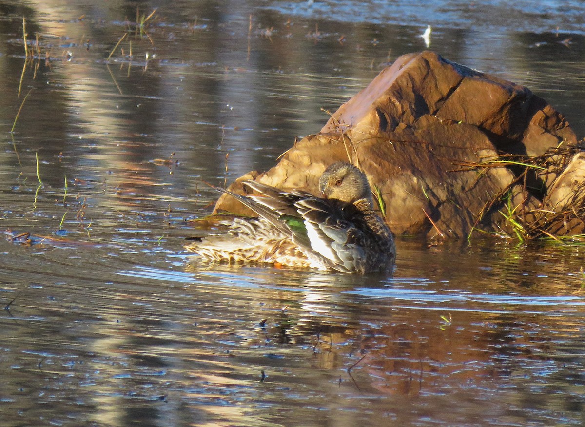 Northern Shoveler - ML646075571