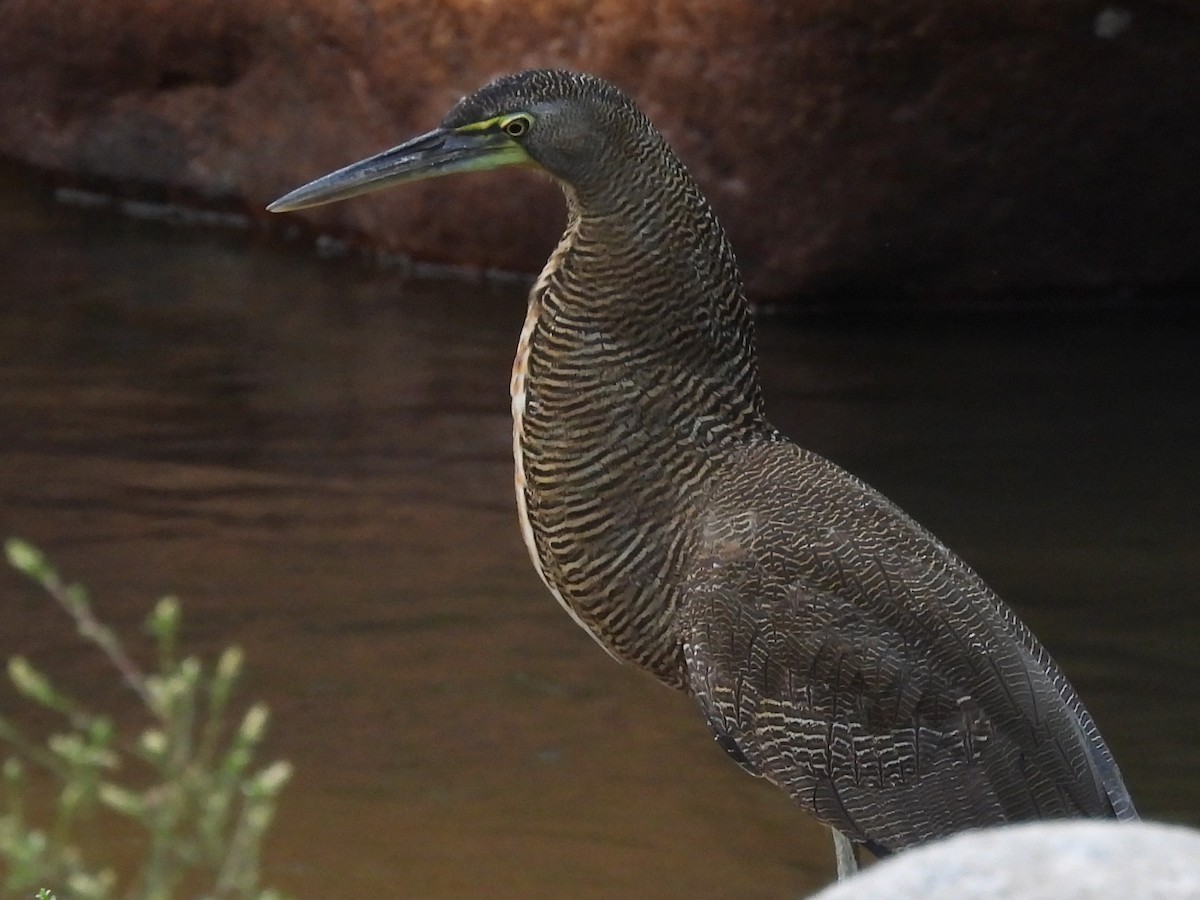 Bare-throated Tiger-Heron - ML646075572