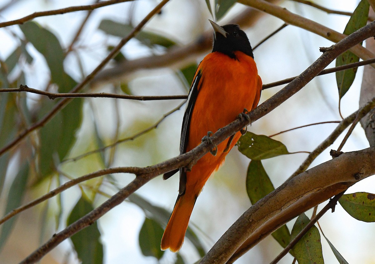 Baltimore Oriole - ML646075573