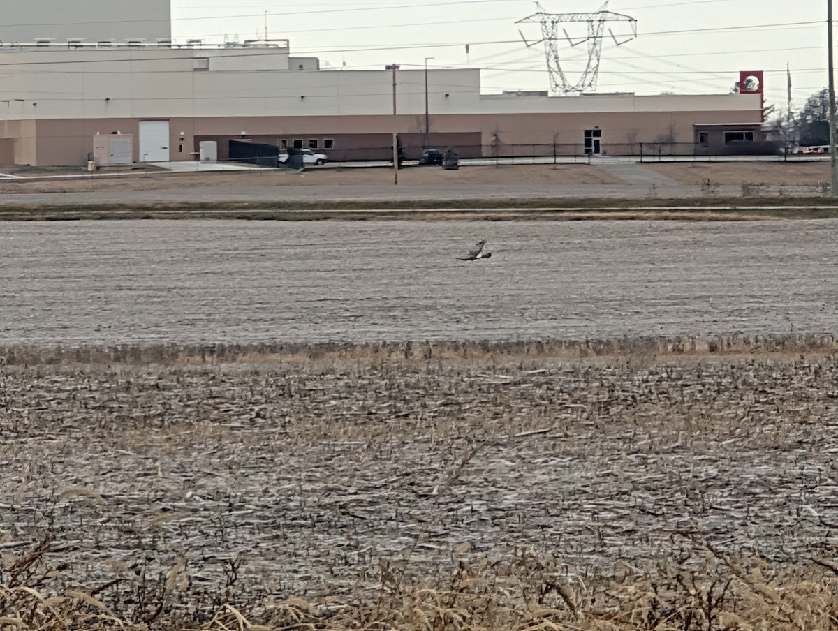 Northern Harrier - ML646075575