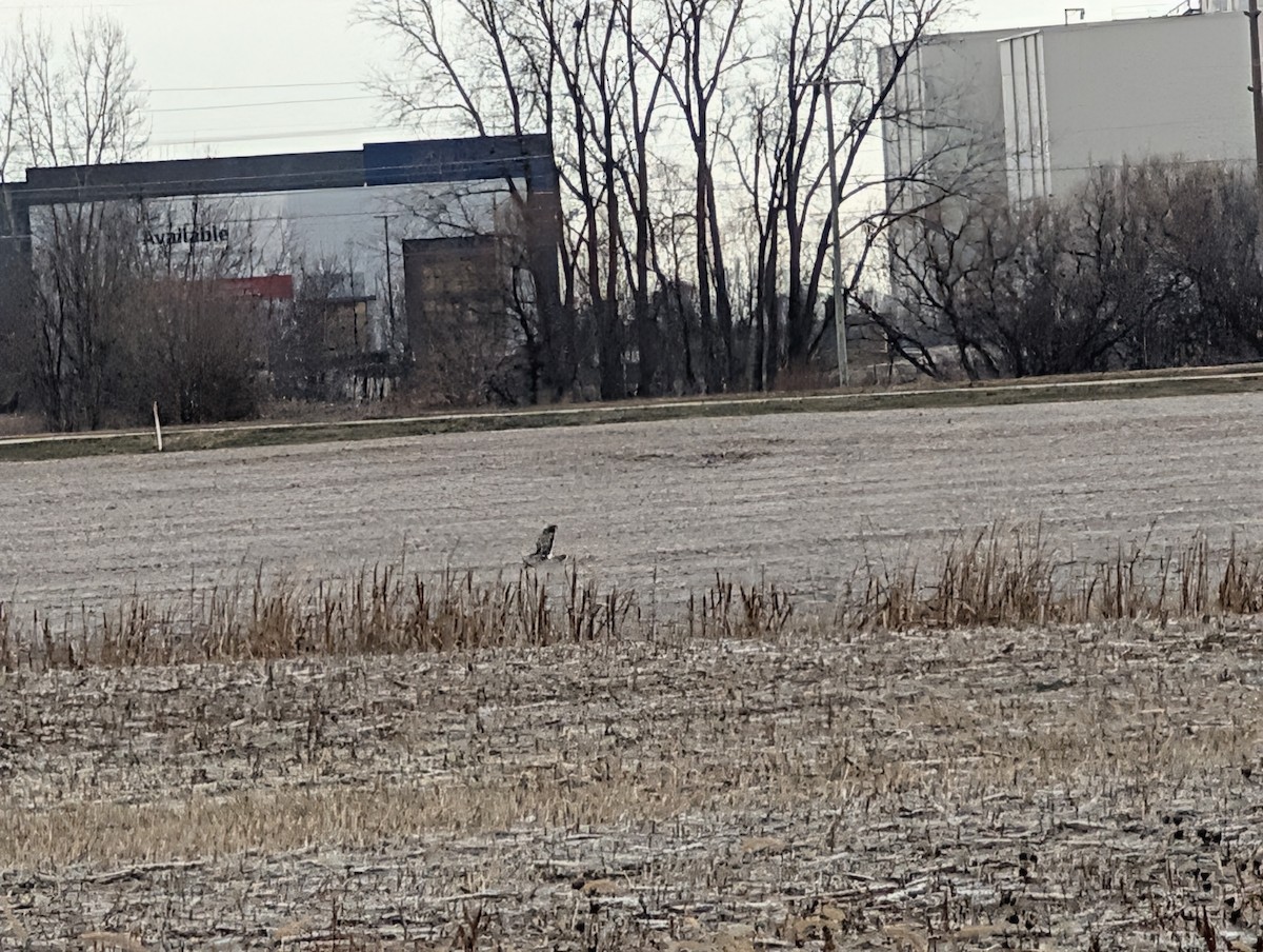Northern Harrier - ML646075577