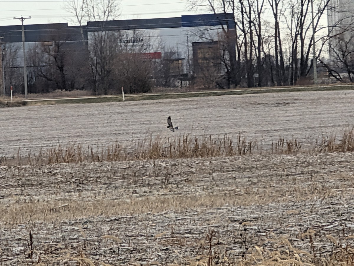 Northern Harrier - ML646075578