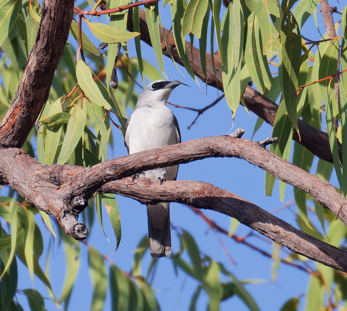 White-bellied Cuckooshrike - ML646075580