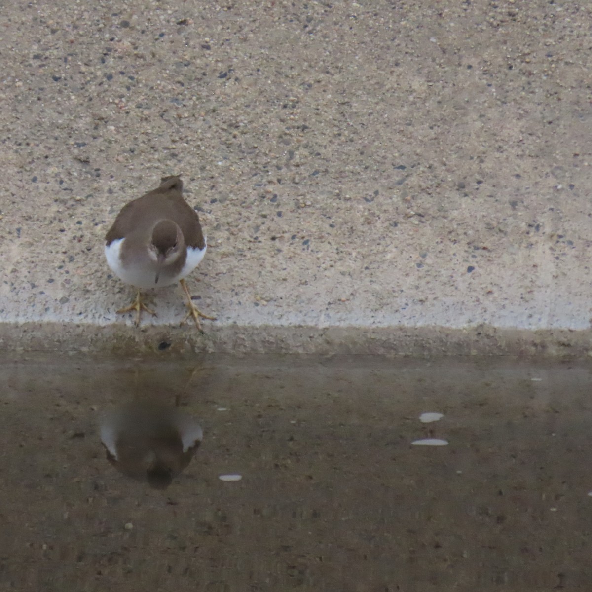 Spotted Sandpiper - ML646075581