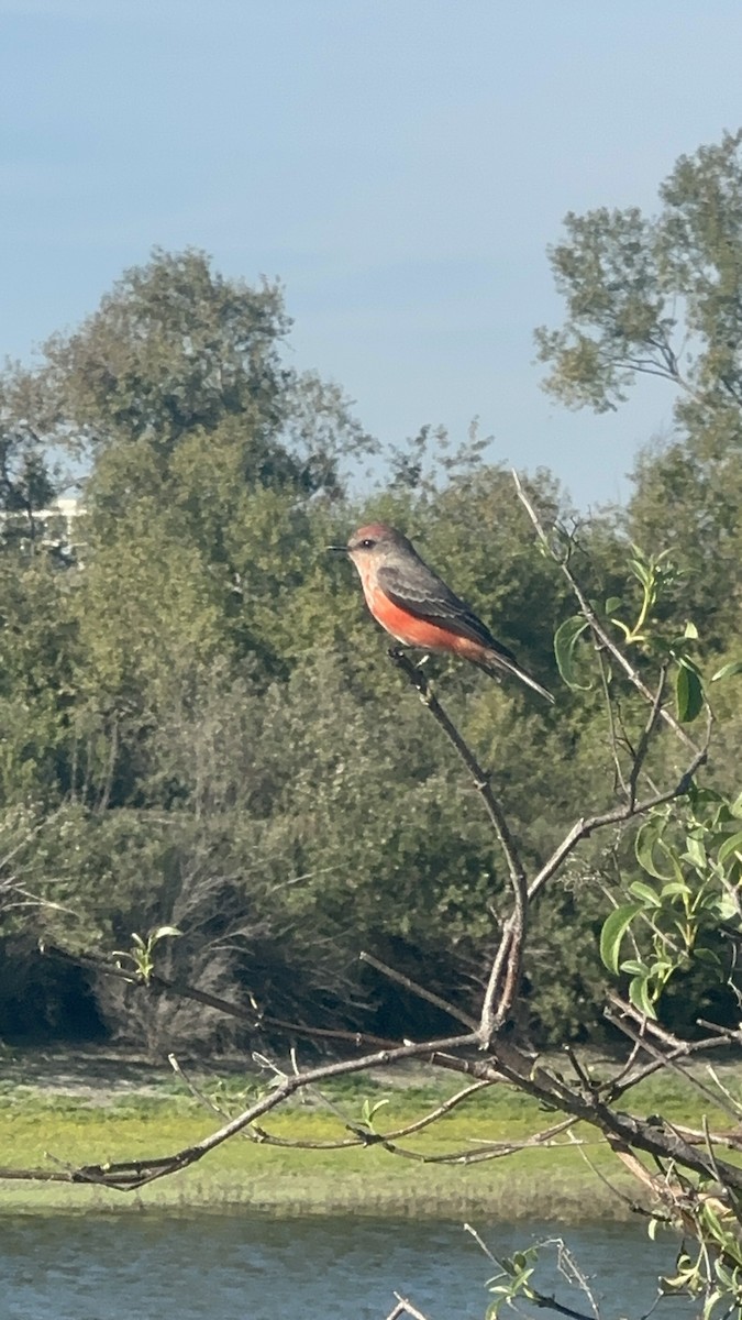 Vermilion Flycatcher - ML646075582