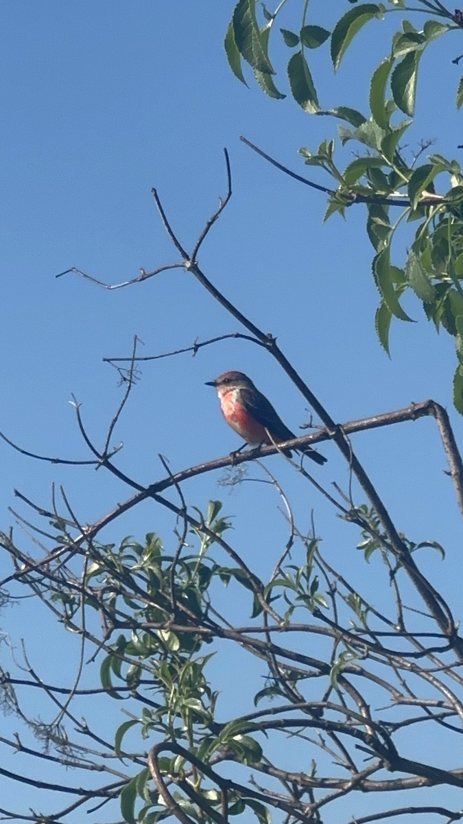Vermilion Flycatcher - ML646075583