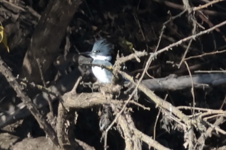 Belted Kingfisher - ML646075587