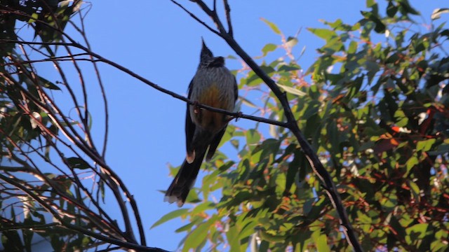 Red Wattlebird - ML646075588