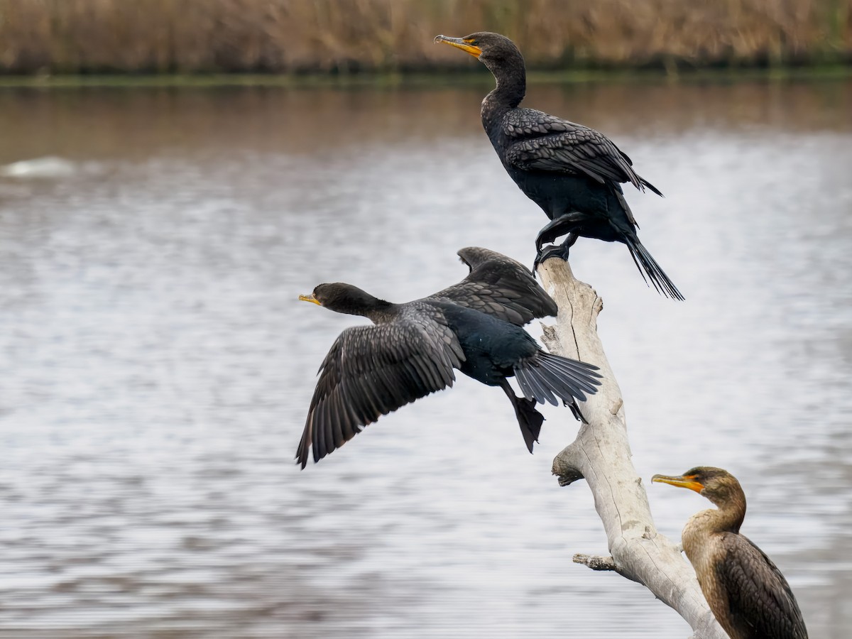 Double-crested Cormorant - ML646075589