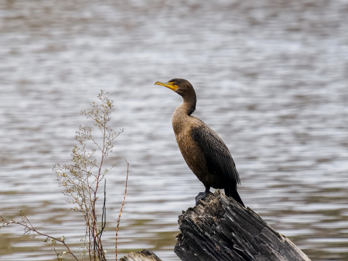 Double-crested Cormorant - ML646075590