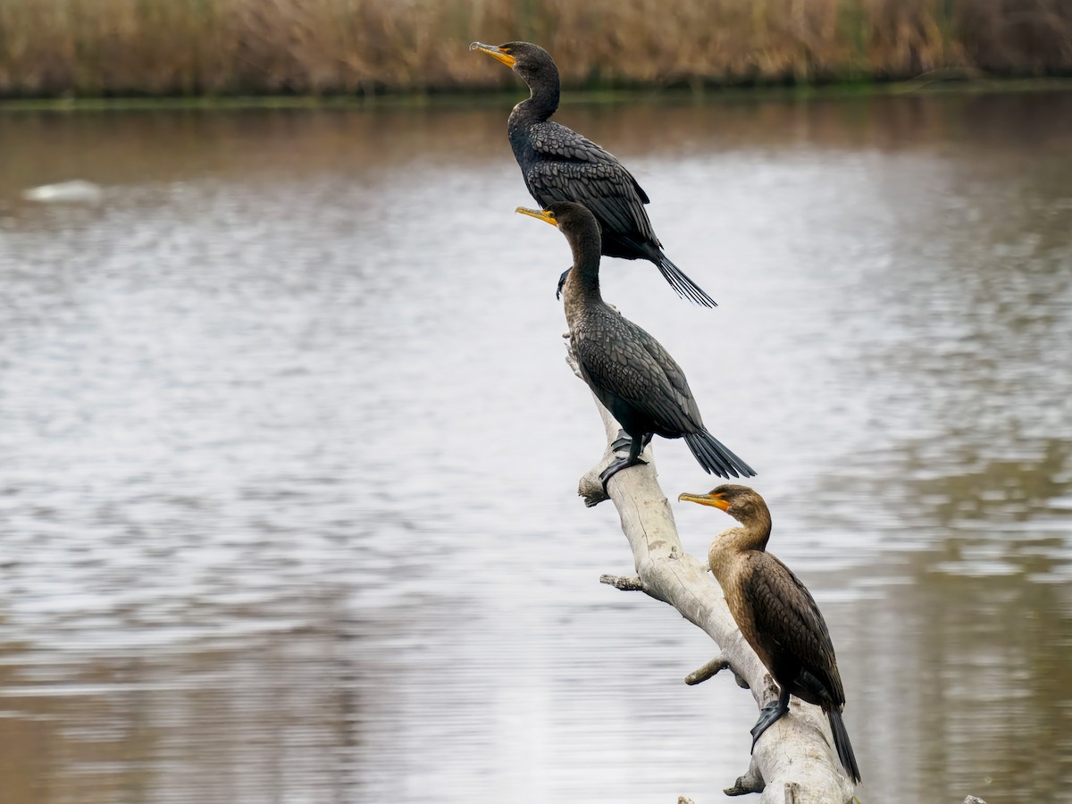 Double-crested Cormorant - ML646075591