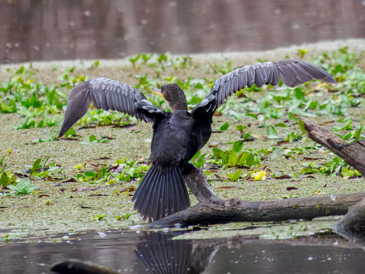 Double-crested Cormorant - ML646075592