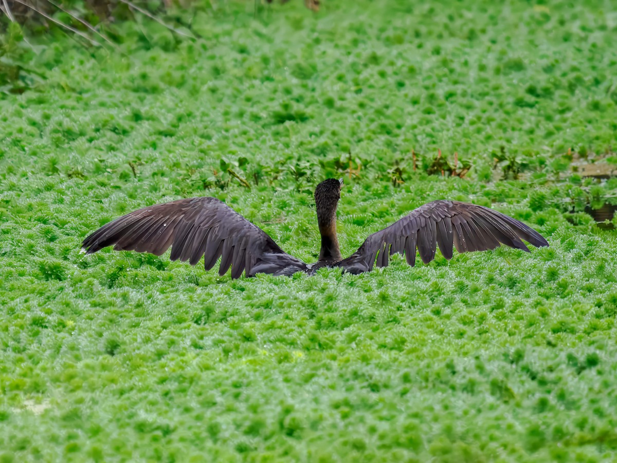 Double-crested Cormorant - ML646075593