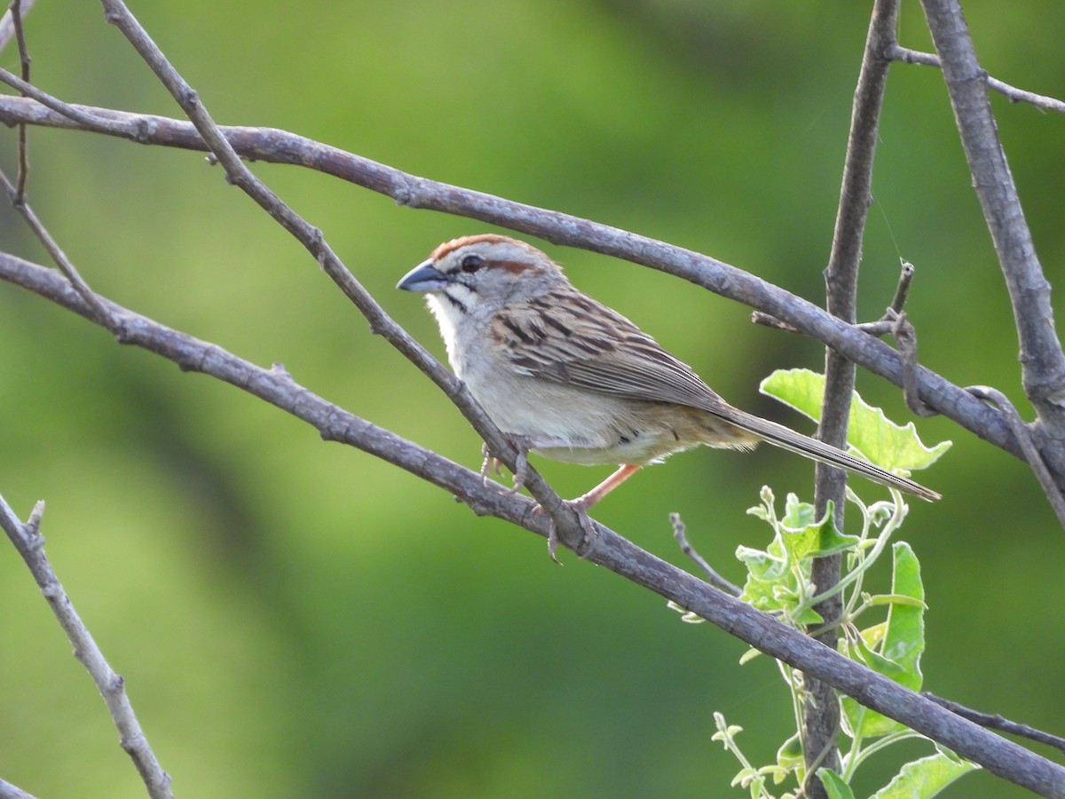 Streifenscheitelammer - ML646075594