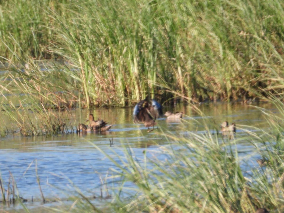 Cinnamon Teal - ML646075595