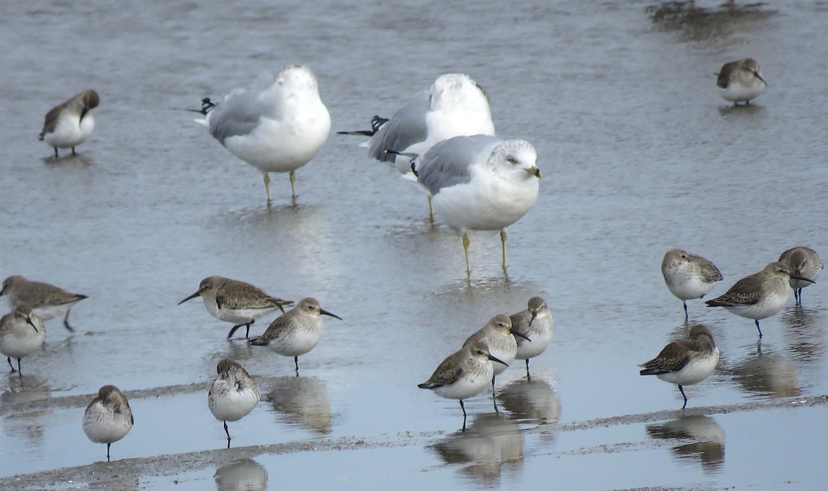 Ring-billed Gull - ML646075596