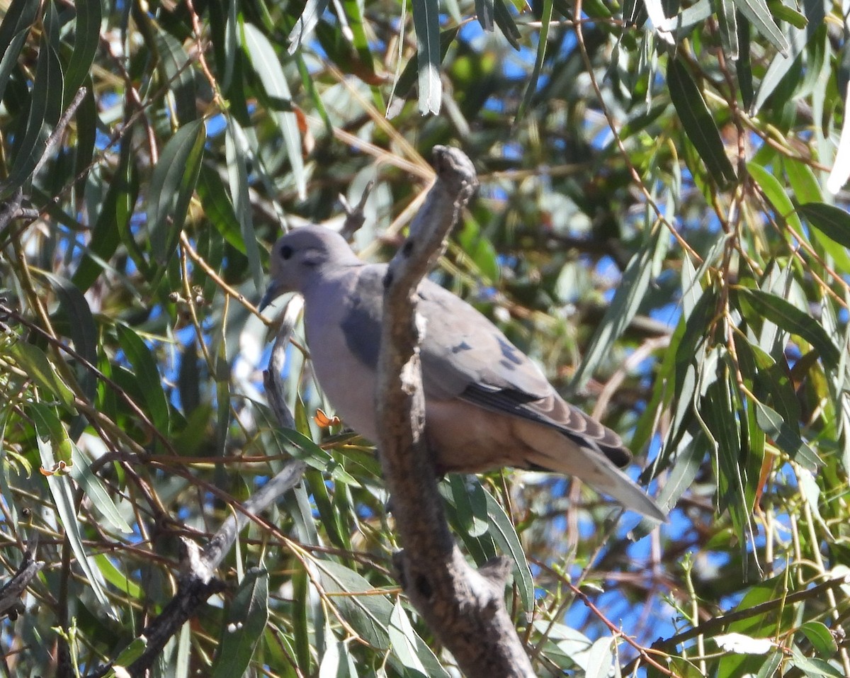 Eared Dove - ML646075597