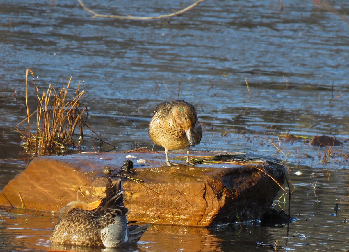 Green-winged Teal - ML646075598
