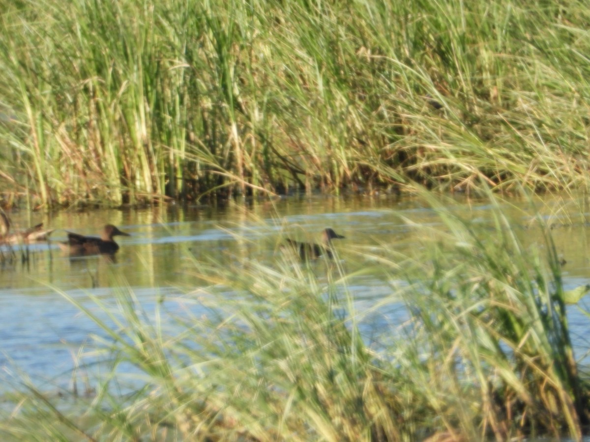 Cinnamon Teal - ML646075599