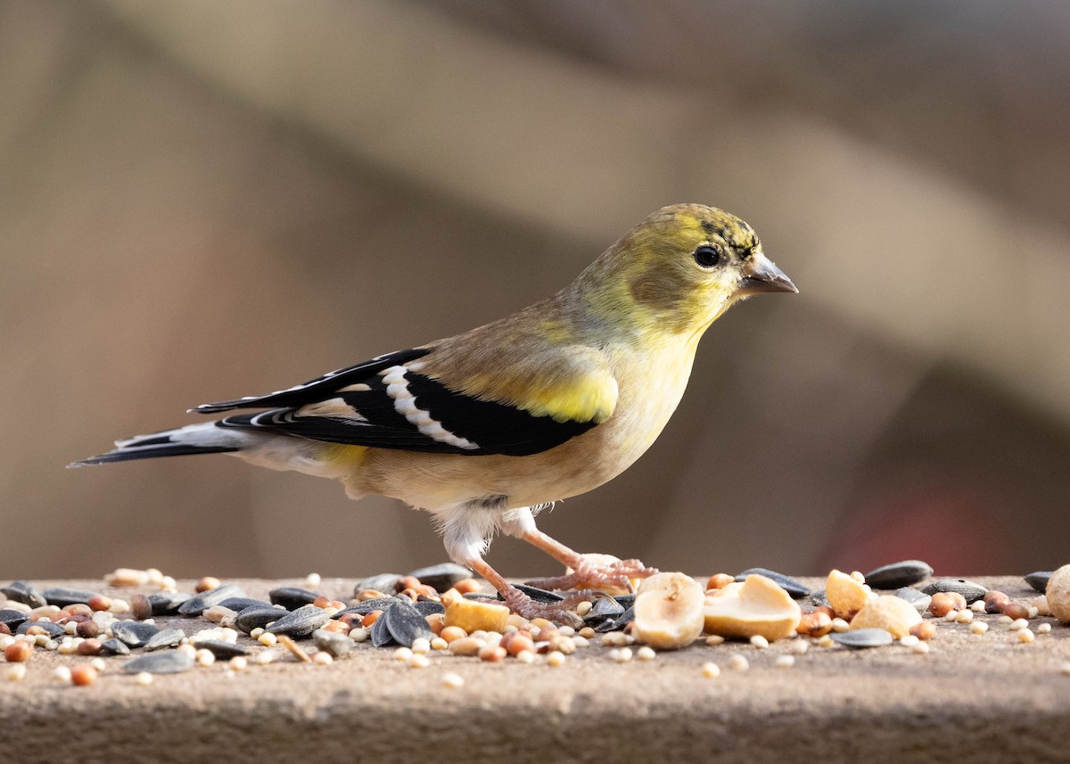 American Goldfinch - ML646075604