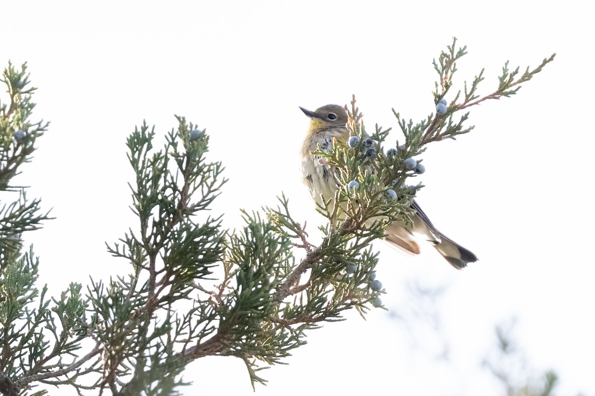 Yellow-rumped Warbler - ML646075610