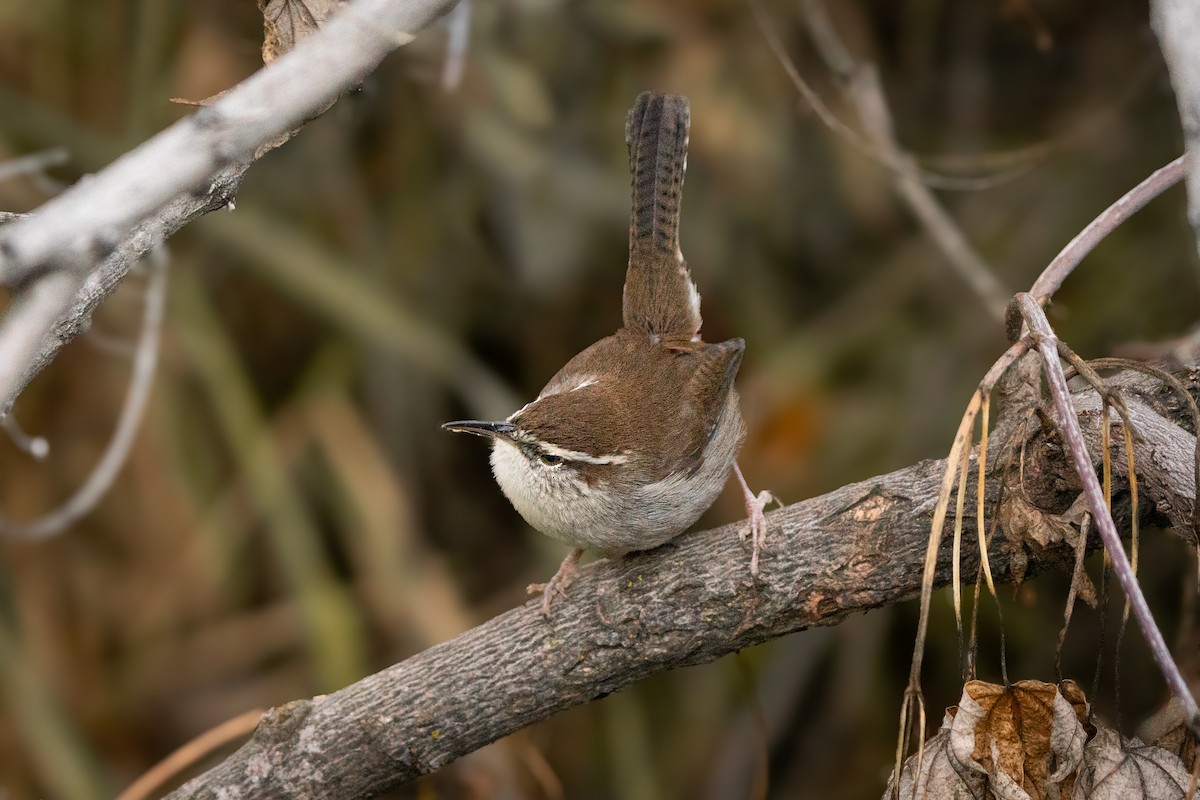 Bewick's Wren - ML646075619