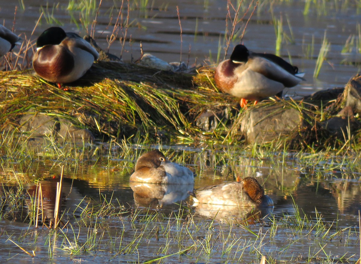 Canvasback - ML646075622