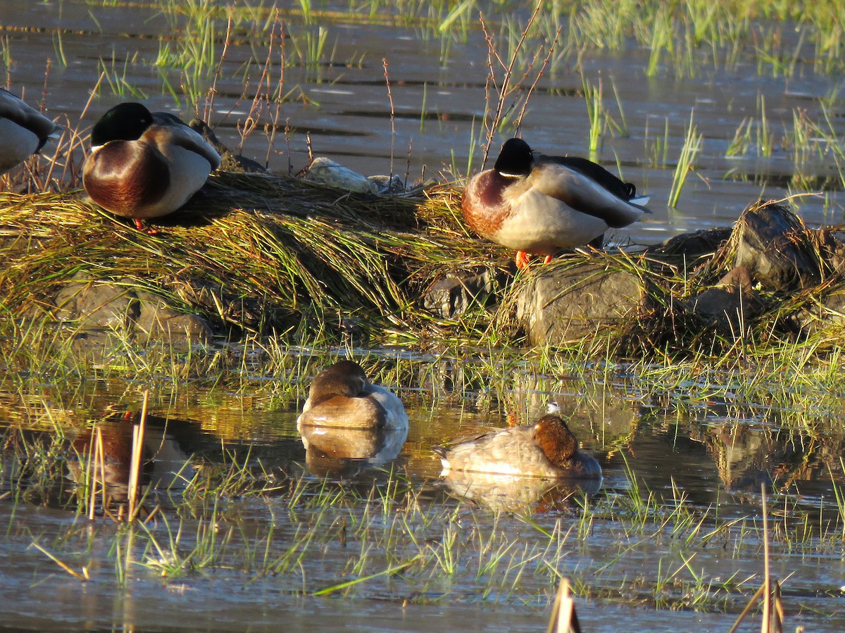 Canvasback - ML646075623