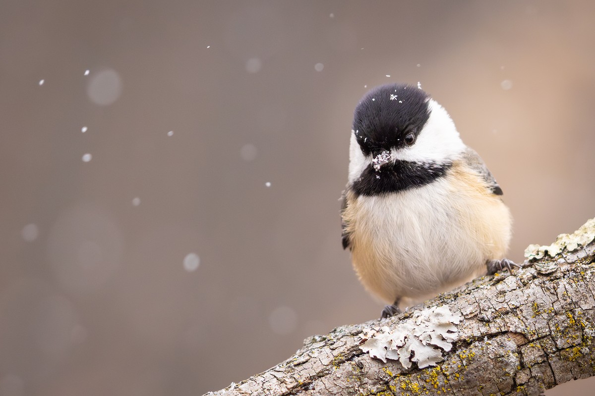Black-capped Chickadee - ML646075624