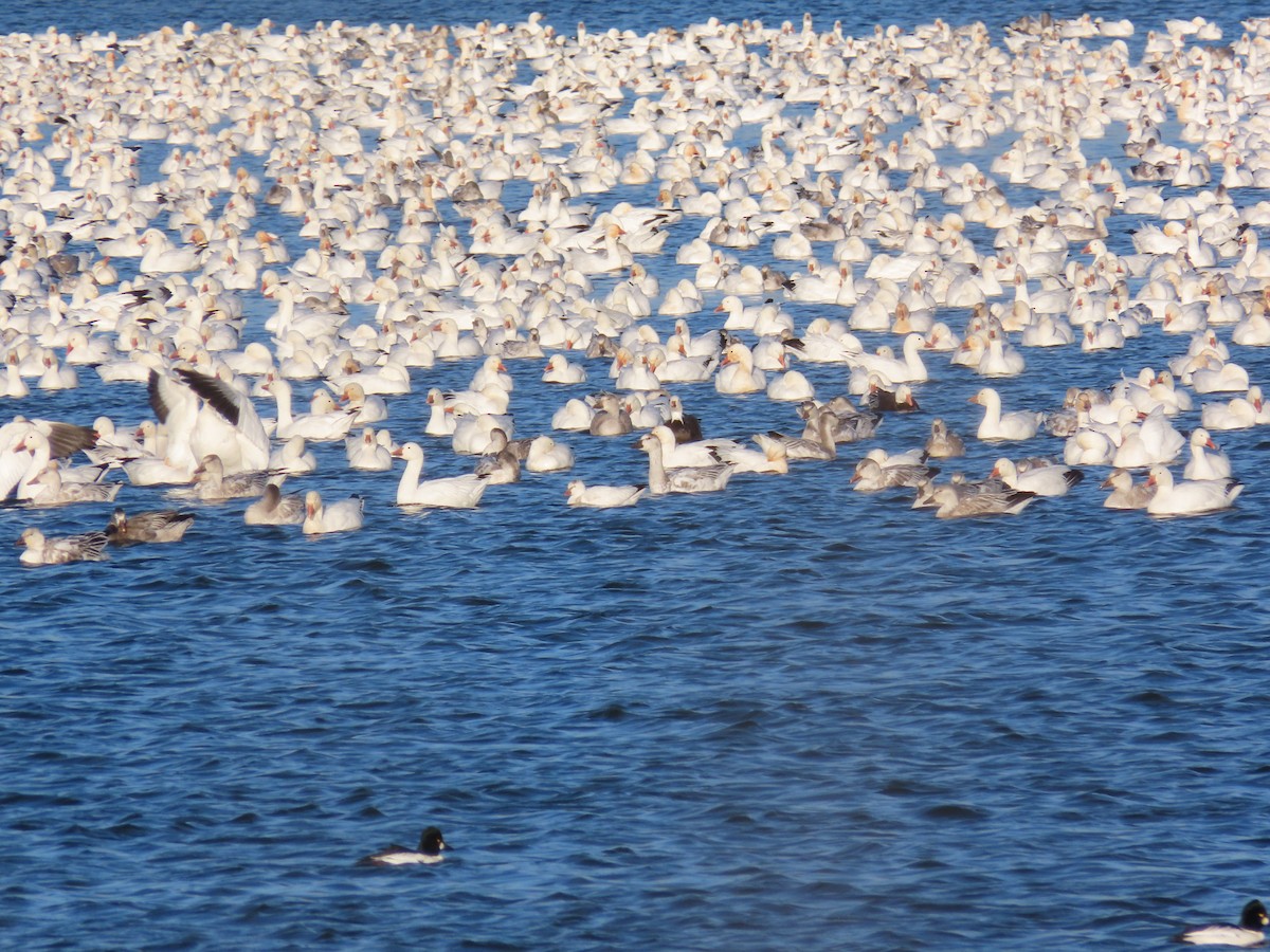 Ross's Goose - ML646075625