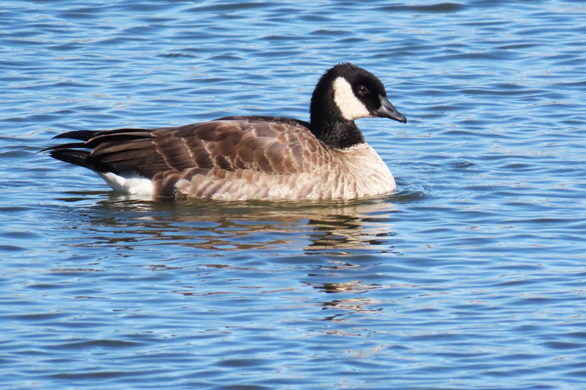 小加拿大雁 - ML646075626