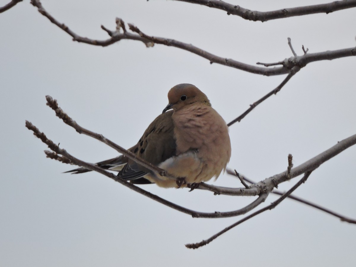 Mourning Dove - ML646075628