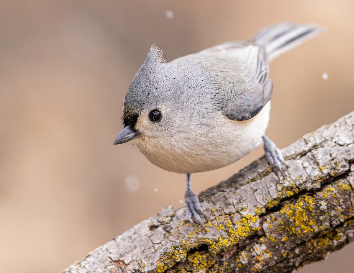 Tufted Titmouse - ML646075633