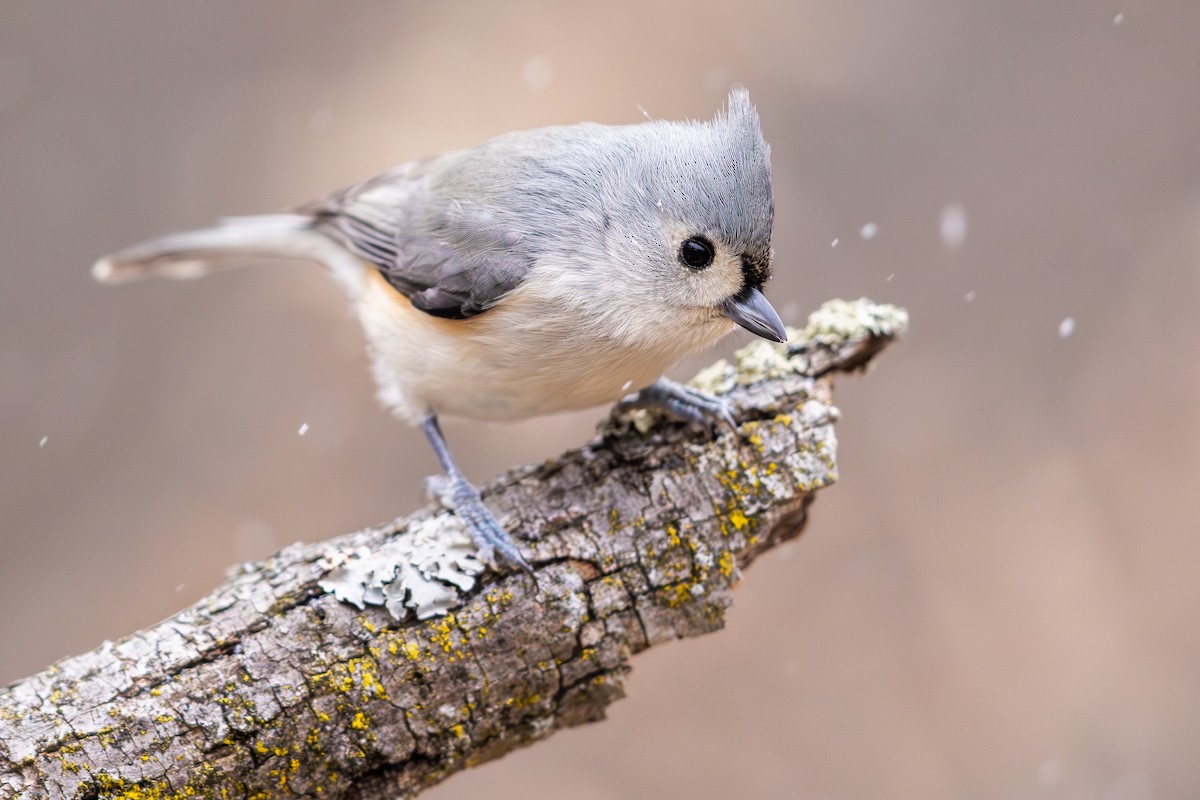 Tufted Titmouse - ML646075634