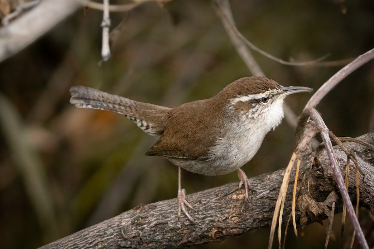 Bewick's Wren - ML646075636