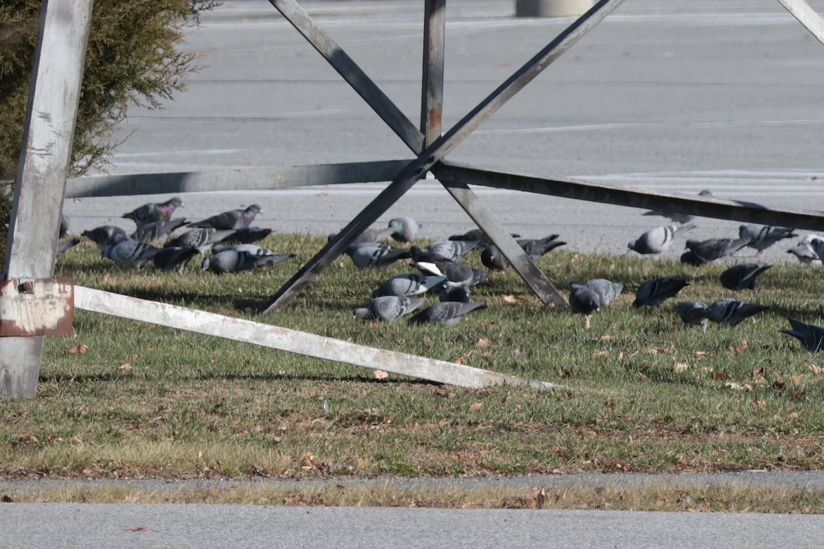 יונת בית - ML646075637