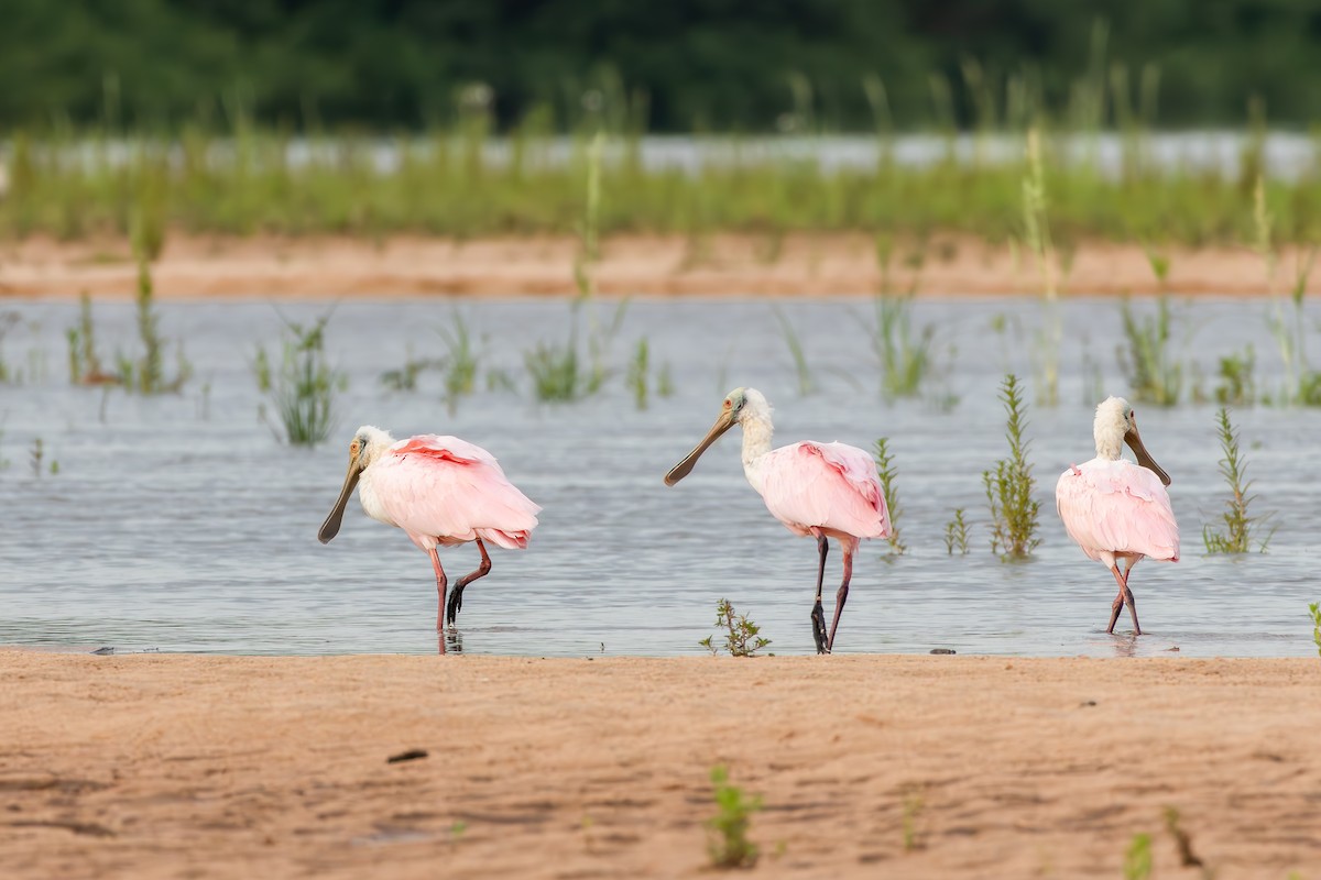 Косар рожевий - ML646075643